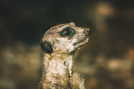 Portrait of a meerkat (Suricata suricatta) at the zoo