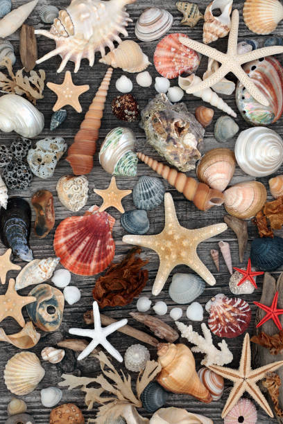 istock Driftwood Seashell and Seaweed Abstract 1179604913