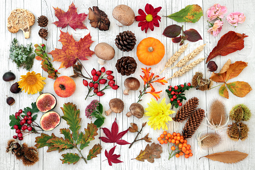 Autumn nature botanical study with food, flora and fauna on rustic wood background. Top view. Harvest festival concept. Flat lay.