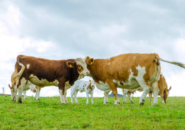 istock Bull, cow and calf cuddle each other in the pasture 1179605597