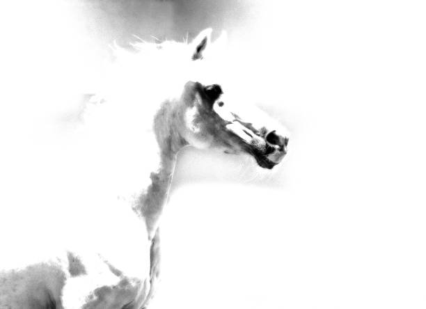 The hooves of horses running through the dust.  