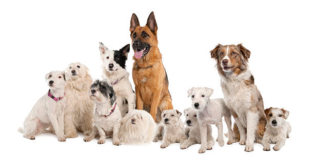 istock Large group of dogs 117960600