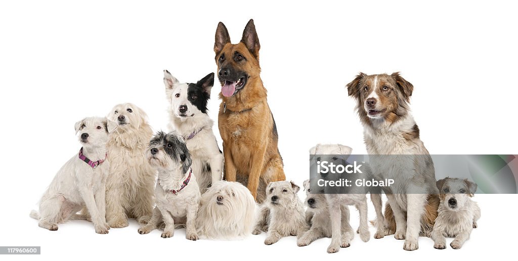 Grande grupo de cães - Foto de stock de Cão de Raça Indefinida royalty-free