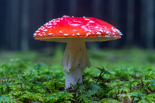 Death cap covered in moisture, growing in green moss stock photo