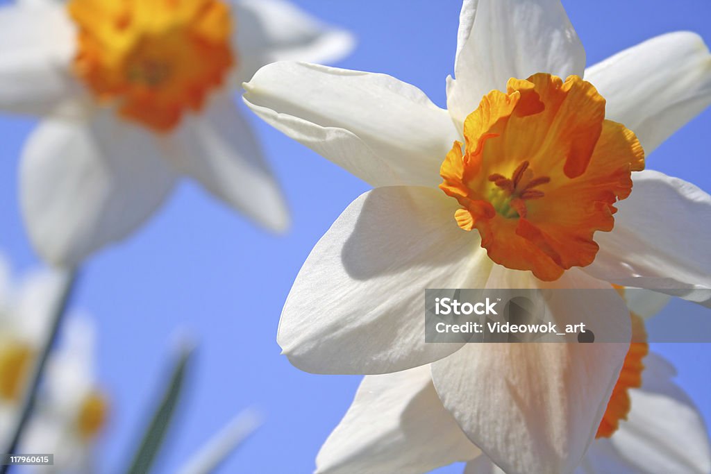 Spring daffodil Flowers  Beauty In Nature Stock Photo