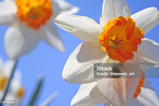 Spring Daffodil Flowers Stock Photo - Download Image Now - Beauty In Nature, Blue, Bud
