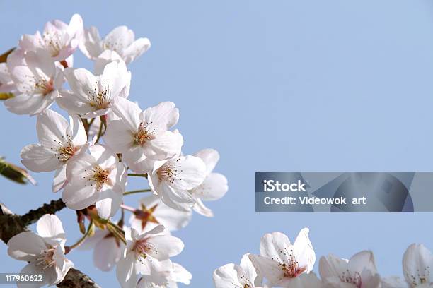 Flor De Cerejeira - Fotografias de stock e mais imagens de Abril - Abril, Ao Ar Livre, Beleza natural