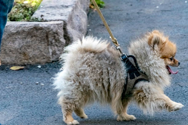 istock beautiful little fluffy puppy walks on a leash 1179606479