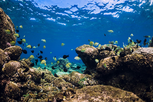 Underwater scene with school of fish over stones bottom. Tropical blue ocean