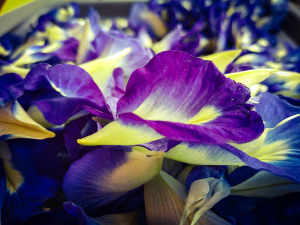 Beautiful blue butterfly pea flower