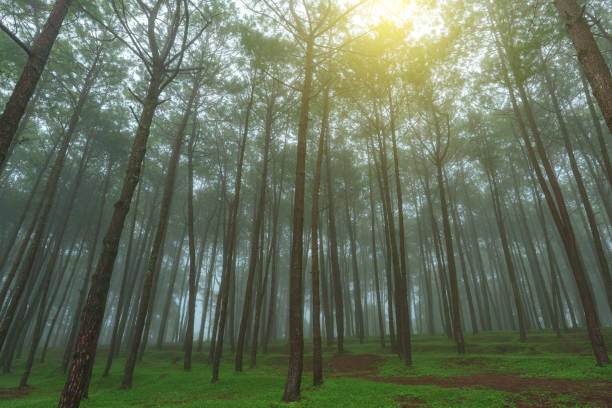 Hiker mid adult Asian woman with backpack walking to the pine forest in East Java province - Nature and wilderness hiking concept