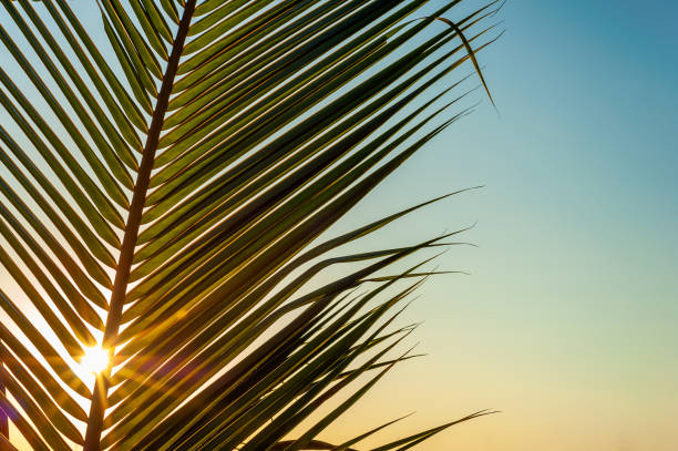istock Coconut palm tree leaves with sky colorful 1179607369