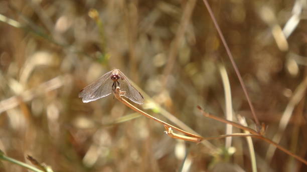 istock Dragonfly on sunny countryside background 1179607435