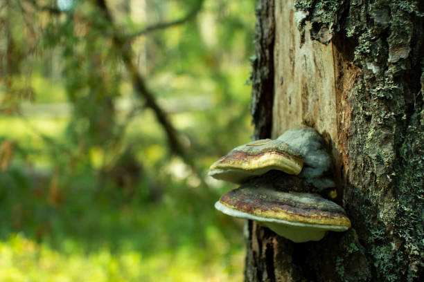 istock Chaga mushroom. Mushroom tinder on a tree in the forest. 1179607451