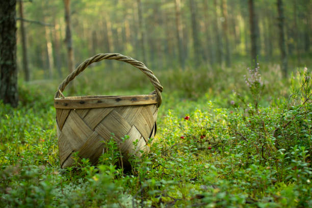 istock Basket for picking mushrooms and berries. 1179607578