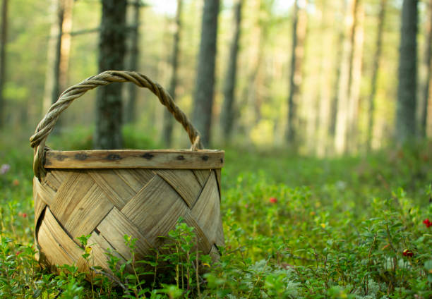 istock Basket for picking mushrooms and berries. 1179607599