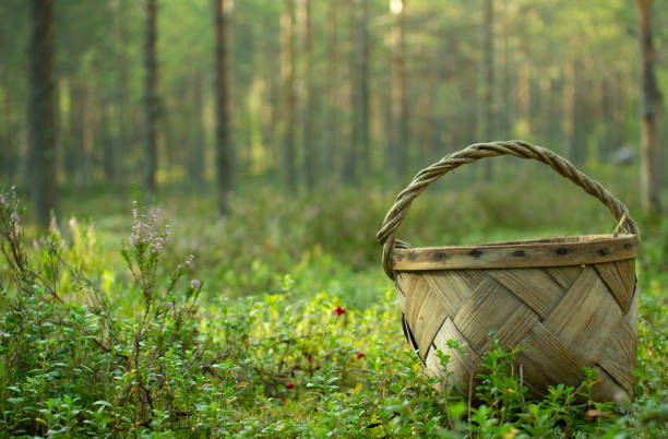 istock Basket for picking mushrooms and berries. 1179607764