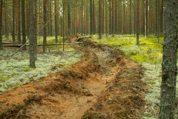 istock Prevention of forest fires. Protection of forests from fires. 1179607875