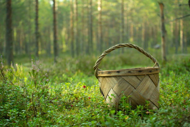 istock Basket for picking mushrooms and berries. 1179607879
