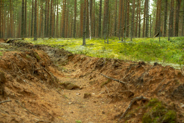 istock Prevention of forest fires. Protection of forests from fires. 1179607961