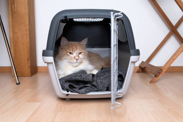 cat box transportation cream tabby ginger maine coon cat lying on blanket in open pet carrier indoors in front of white wall transportation cage stock pictures, royalty-free photos & images