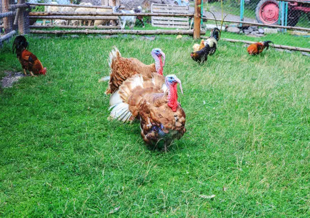 Pair of turkeys on green pasture. Domestic birds on lawn at farm