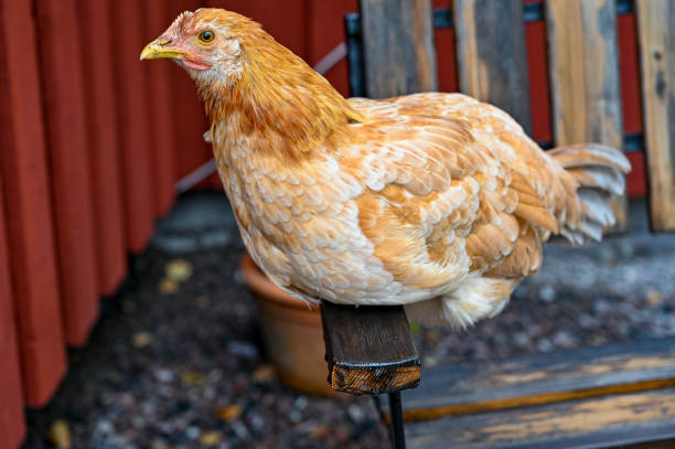 Chicken hen sitting on a garden chair in Nykroppa Varmland Sweden september 2019