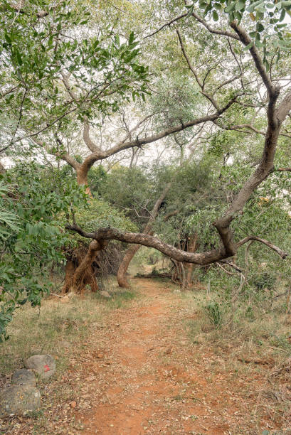 istock Scene on the Bushpig trail at Swadini 1179611500
