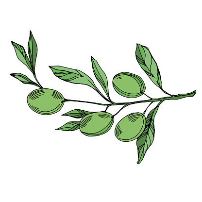 Vector Olive branch with fruit. Black and white engraved ink art. Isolated olive illustration element on white background.