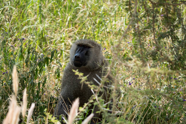 istock TANZANIA - SAFARI - ZANZIBAR 1179612986