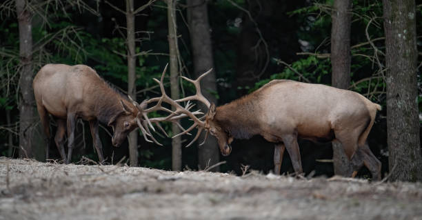 istock Elk in Pennsylvania 1179613411