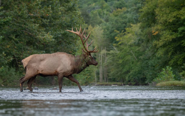 istock Elk in Pennsylvania 1179614074