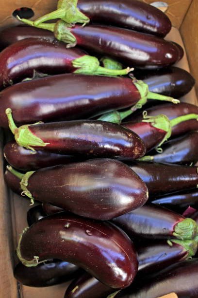 istock Eggplant. Fresh organic aubergine. Vegetables pattern. 1179614085