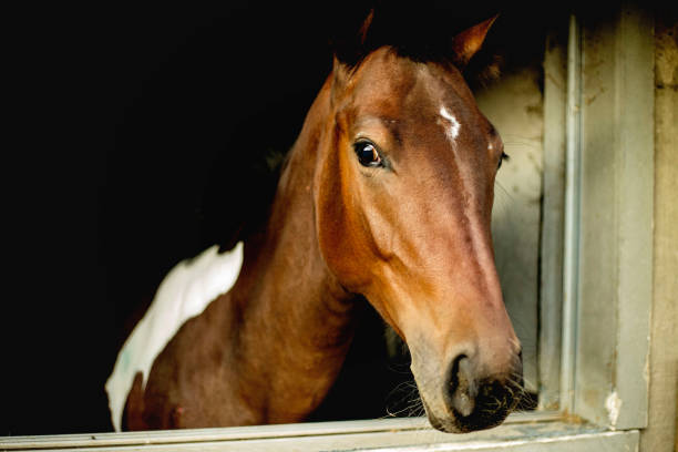 istock Close-up of a beautiful brown-white colored stallion 1179615754