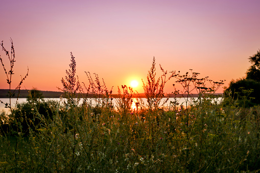 Colorful sunset over the lake. In the foreground, dry tall motley grass. Pink and purple pastel watercolor soft tones.