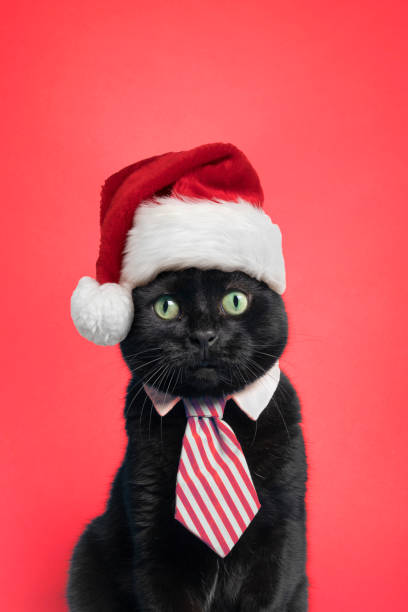 Christmas Kitty on Red A cute cat in a red striped tie with a Santa hat on posing on a red background. cat in santa hat stock pictures, royalty-free photos & images
