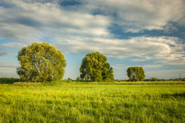 istock Trees on a green meadow, clouds on a sky 1179618994