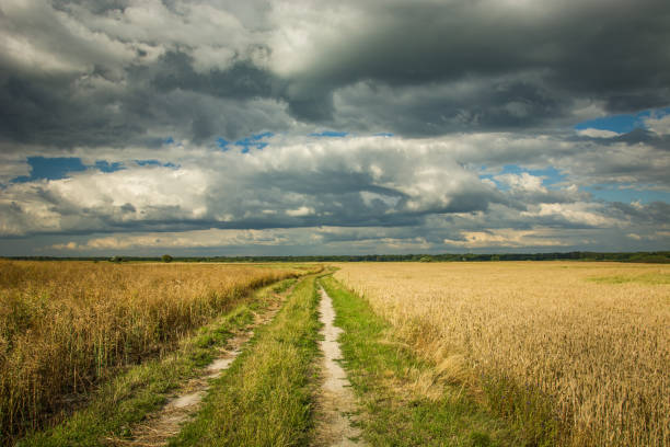 istock Country road through fields with grain, dark clouds on the sky 1179619025