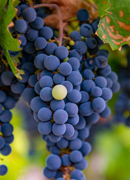 a green grape standing out from a crowd of red grapes