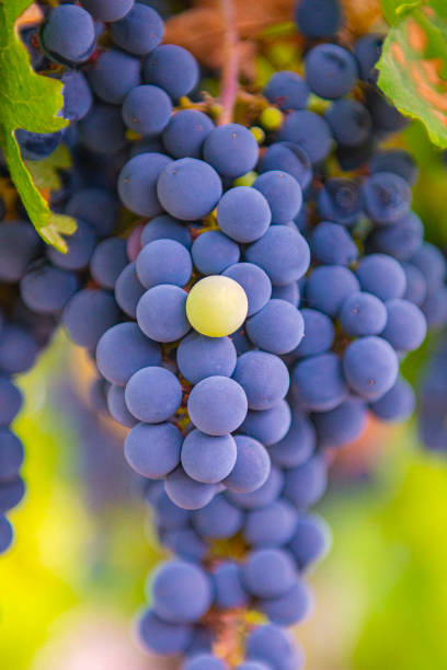 istock a green grape standing out from a crowd of red grapes 1179619054