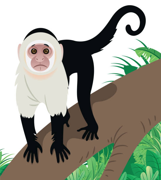 Capuchin Graphics 20+ Costa Rica Capuchin Monkey Stock Illustrations, Royalty-Free Vector ...