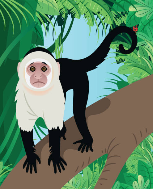 Capuchin Graphics 20+ Costa Rica Capuchin Monkey Stock Illustrations, Royalty-Free Vector ...