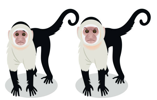 обезьяна капуцинов - limon province stock illustrations