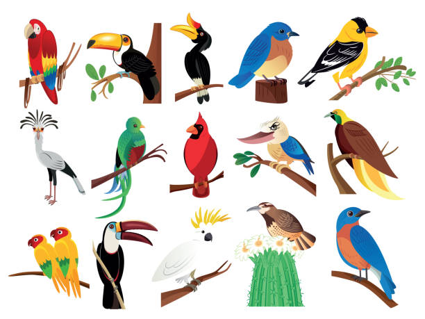 Tropical Birds Vector Tropical Birds trogon stock illustrations