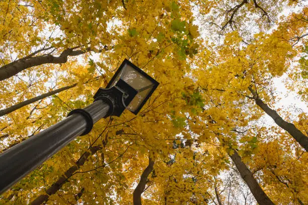 Photo of View of a street lamp and tree trunks from bottom to top, scenic perspective, beautiful autumn, natural background