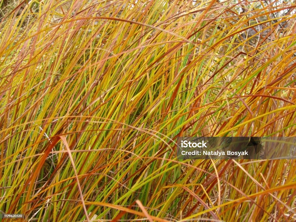 Amazing Colorful Landscape Of Grass Autumn Bright Multicolored Grass  Wallpaper Autumn Landscape Of Yellow Red Grass Closeup Stock Photo -  Download Image Now - iStock
