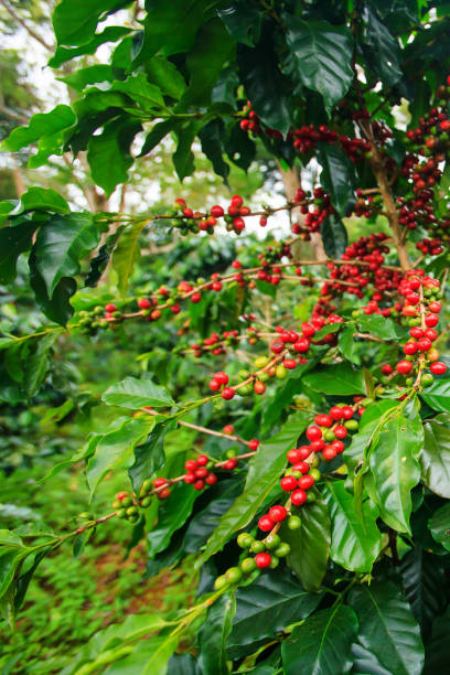 istock Fresh and ripe coffee berries in a coffee plantation. 1179620332