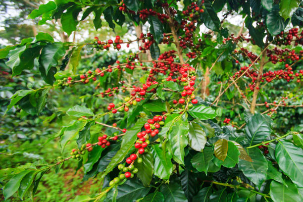 istock Fresh and ripe coffee berries in a coffee plantation. 1179620434