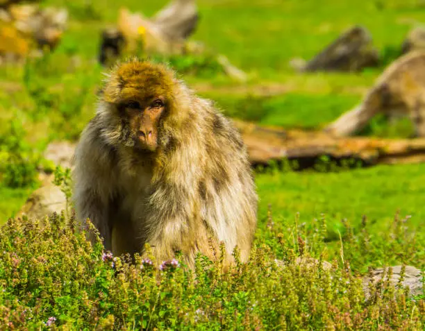 Photo of beautiful closeup portrait of a barbary macaque sitting in a grass meadow, tropical monkey, Endangered primate specie from Africa