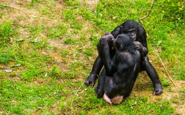 Photo of bonobo couple being intimate together, social human ape behavior, pygmy chimpanzee, Endangered primate specie from Africa